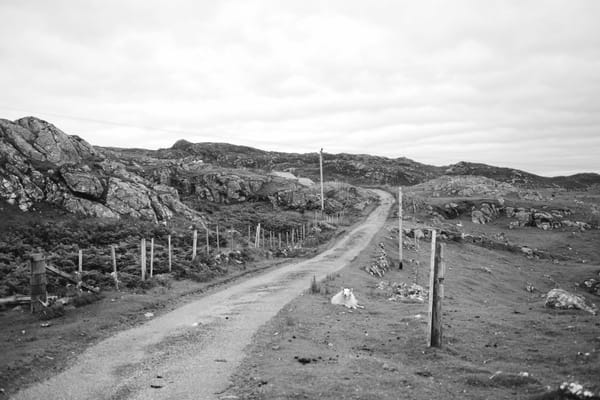 A black and white photograph of a road leading through a rocky landscape. There are some sheep lying near the road. 