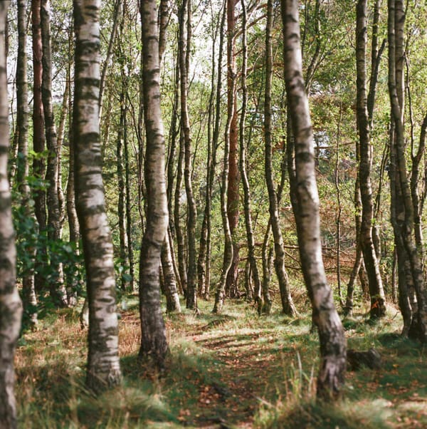 A colour photograph of a path through trees in autumn.